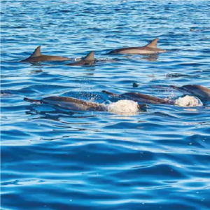 Kayak with the Dolphins
